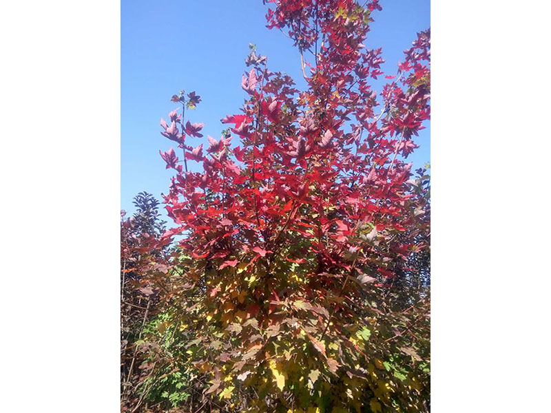 秋日梦幻红枫