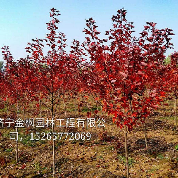 秋塔红枫