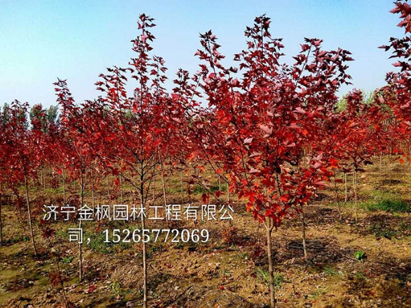 秋塔红枫