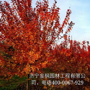 度好红枫