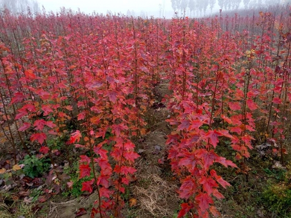 美国红枫土壤种植时有哪些条件